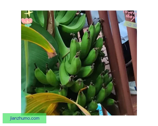 探索“香蕉视频在线观看”的无限可能：高清流畅，精彩纷呈